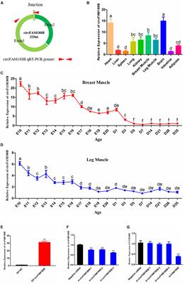 Circular RNA CircFAM188B Encodes a Protein That Regulates Proliferation and Differentiation of Chicken Skeletal Muscle Satellite Cells